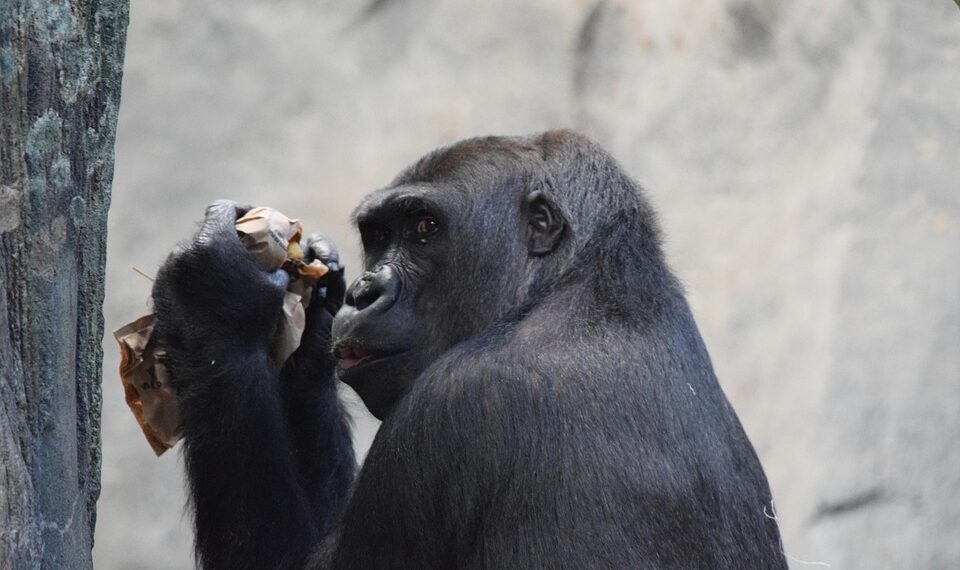 intelligent 4749116 960 720.jpg