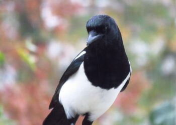 magpie 4598837 960 720.jpg