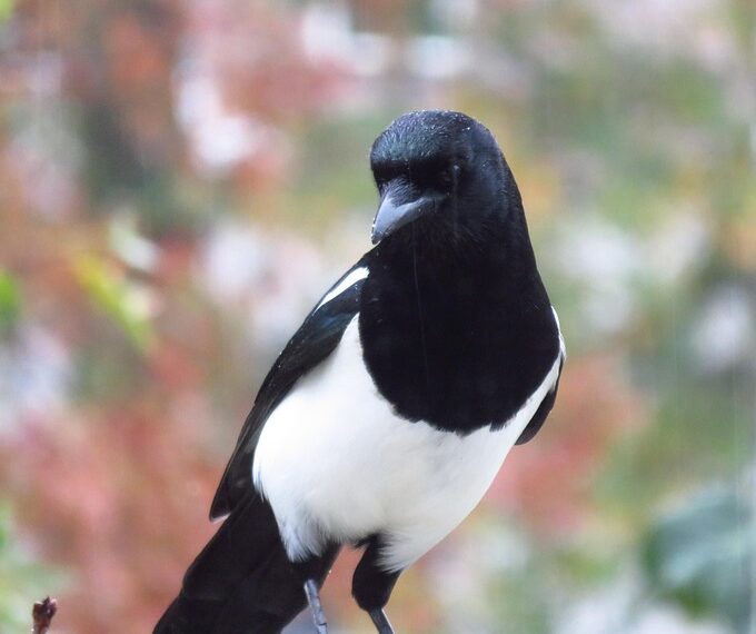 magpie 4598837 960 720.jpg
