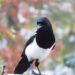 magpie 4598837 960 720.jpg