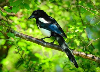 magpie 5135062 960 720.jpg