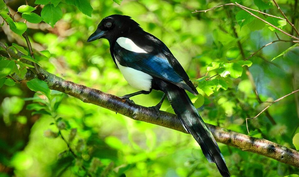 magpie 5135062 960 720.jpg