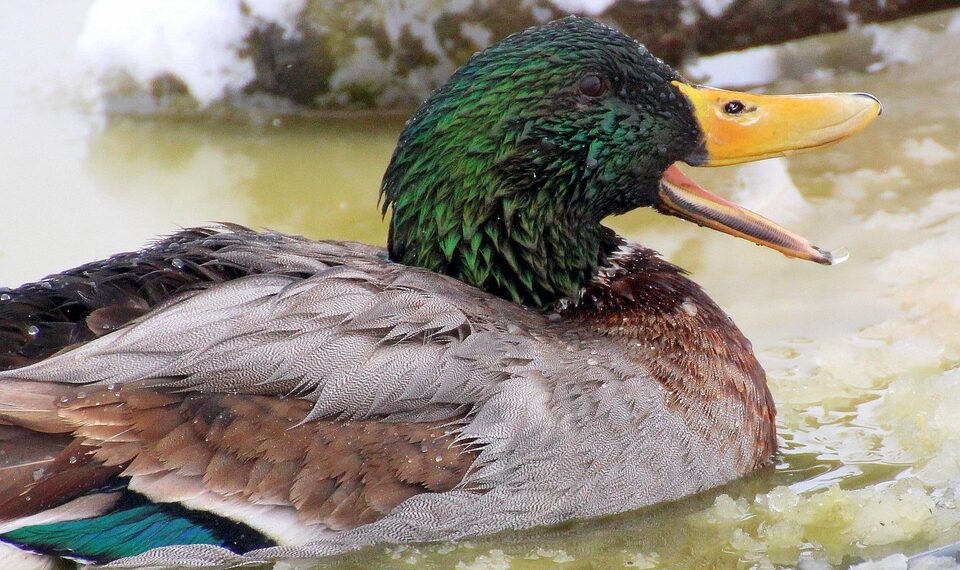 mallard 1234596 960 720.jpg