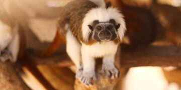 World's Most Powerful Passports 2025

1.  Singapore – 193  
2.  South Korea – 1