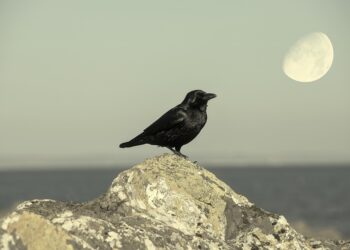 raven 8028924 960 720.jpg