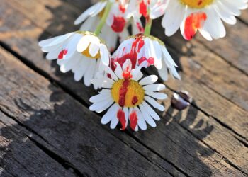 stop youth suicide 3414467 960 720.jpg