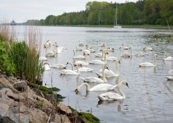 swans 6331313 960 720.jpg