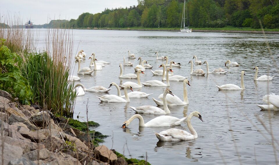 swans 6331313 960 720.jpg