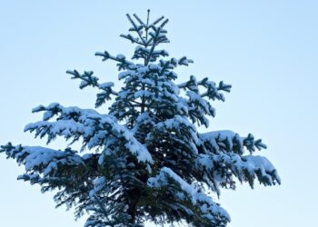 Largest Economies by GDP in 2026 (Billions)

1.  U.S. – $31,821 Billion
2.  Chin