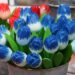tulips 3516638 960 720.jpg