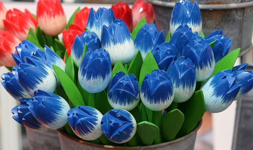 tulips 3516638 960 720.jpg