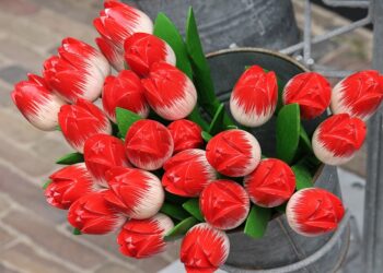 tulips 3516639 960 720.jpg