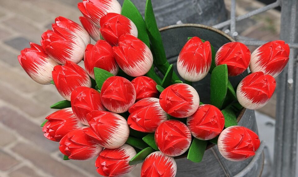 tulips 3516639 960 720.jpg