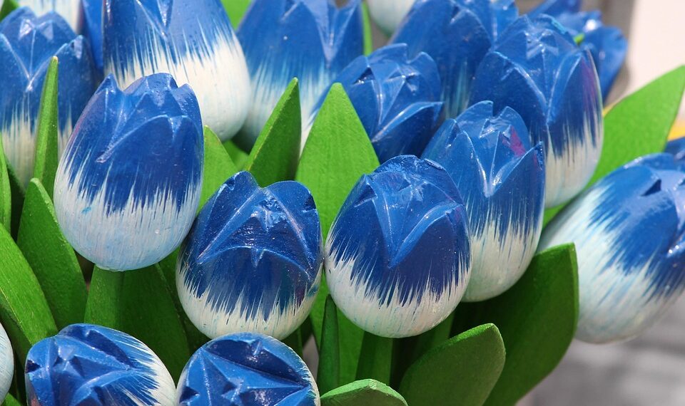 tulips 4587519 960 720.jpg