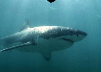 Boy Attacked by Shark in Sydney Harbour