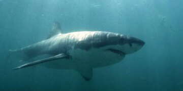 Boy Attacked by Shark in Sydney Harbour