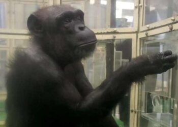 'Genius' Chimpanzee AI Passes Away at 49 in Japan
