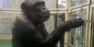 'Genius' Chimpanzee AI Passes Away at 49 in Japan