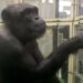 'Genius' Chimpanzee AI Passes Away at 49 in Japan