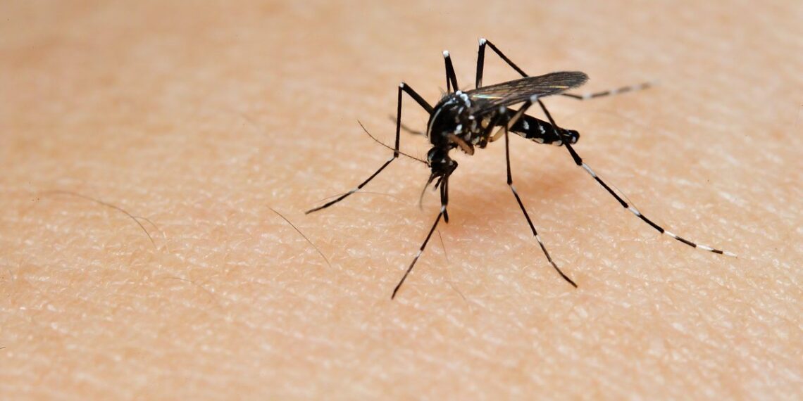 Deadliest Animals on Earth by Annual Human Deaths

1.  Mosquito – 780,000
2.  H