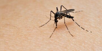Deadliest Animals on Earth by Annual Human Deaths

1.  Mosquito – 780,000
2.  H