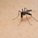 Deadliest Animals on Earth by Annual Human Deaths

1.  Mosquito – 780,000
2.  H