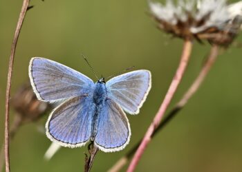 50 Common File Types & What They’re Used For 

1.  .PDF ➜ Documents, resumes, fo