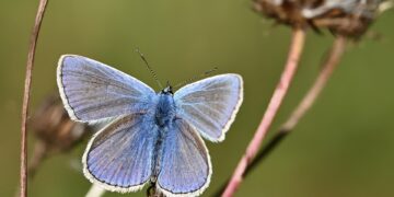 50 Common File Types & What They’re Used For 

1.  .PDF ➜ Documents, resumes, fo