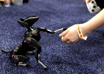 dogr1767639523 1.jpg