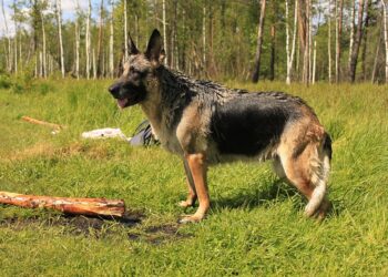 german shepherd 4546979 960 720.jpg