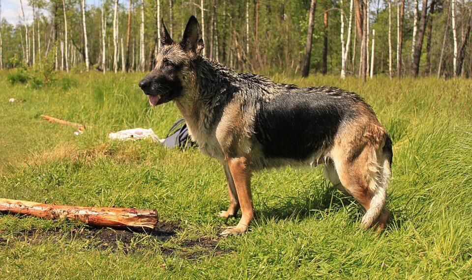 german shepherd 4546979 960 720.jpg