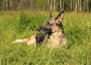 german shepherd 4546986 960 720.jpg