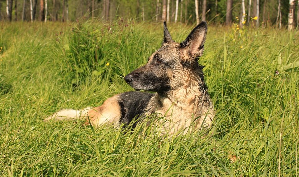 german shepherd 4546986 960 720.jpg