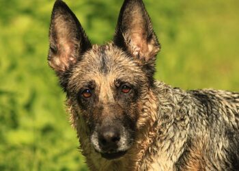 german shepherd 4546999 960 720.jpg