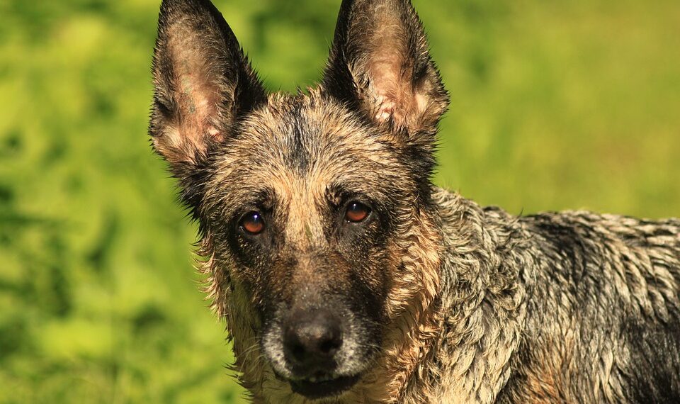 german shepherd 4546999 960 720.jpg