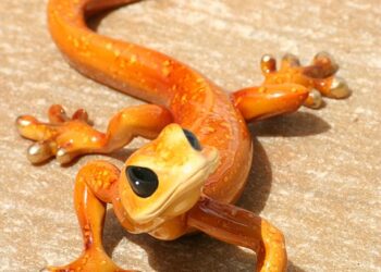 lizard 4593025 960 720.jpg