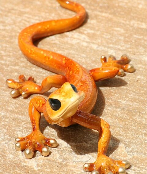 lizard 4593025 960 720.jpg