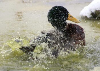 mallard 1234557 960 720.jpg