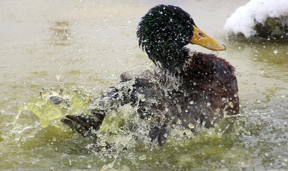 mallard 1234557 960 720.jpg