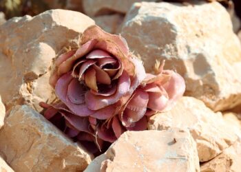 rose 4528385 960 720.jpg