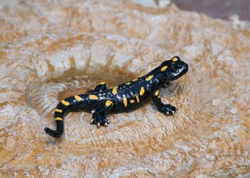 salamander 4596816 960 720.jpg