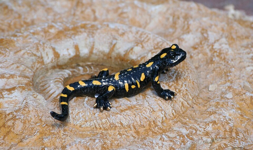 salamander 4596816 960 720.jpg