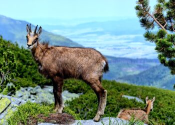 Best Countries for Raising Kids

1.  Denmark  
2.  Sweden  
3.  Norway  
4.  Fin