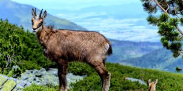 Best Countries for Raising Kids

1.  Denmark  
2.  Sweden  
3.  Norway  
4.  Fin