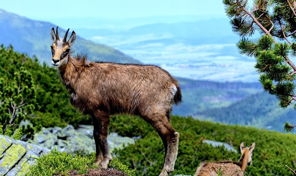 Best Countries for Raising Kids

1.  Denmark  
2.  Sweden  
3.  Norway  
4.  Fin