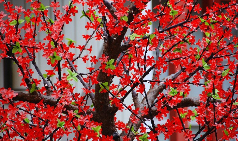 tree 646953 960 720.jpg