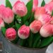 tulips 3495349 960 720.jpg