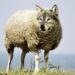 wolf in sheeps clothing 2577813 960 720.jpg