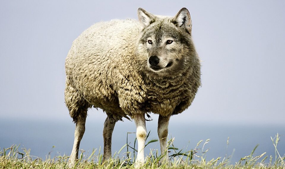 wolf in sheeps clothing 2577813 960 720.jpg