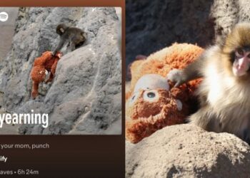 Baby Monkey 'Punch' Gets His Own Spotify Playlist